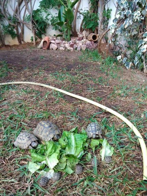 Etage De Villa Avec Jardin, Pres De L'Aireport Et Parking Prive Arjána Kültér fotó